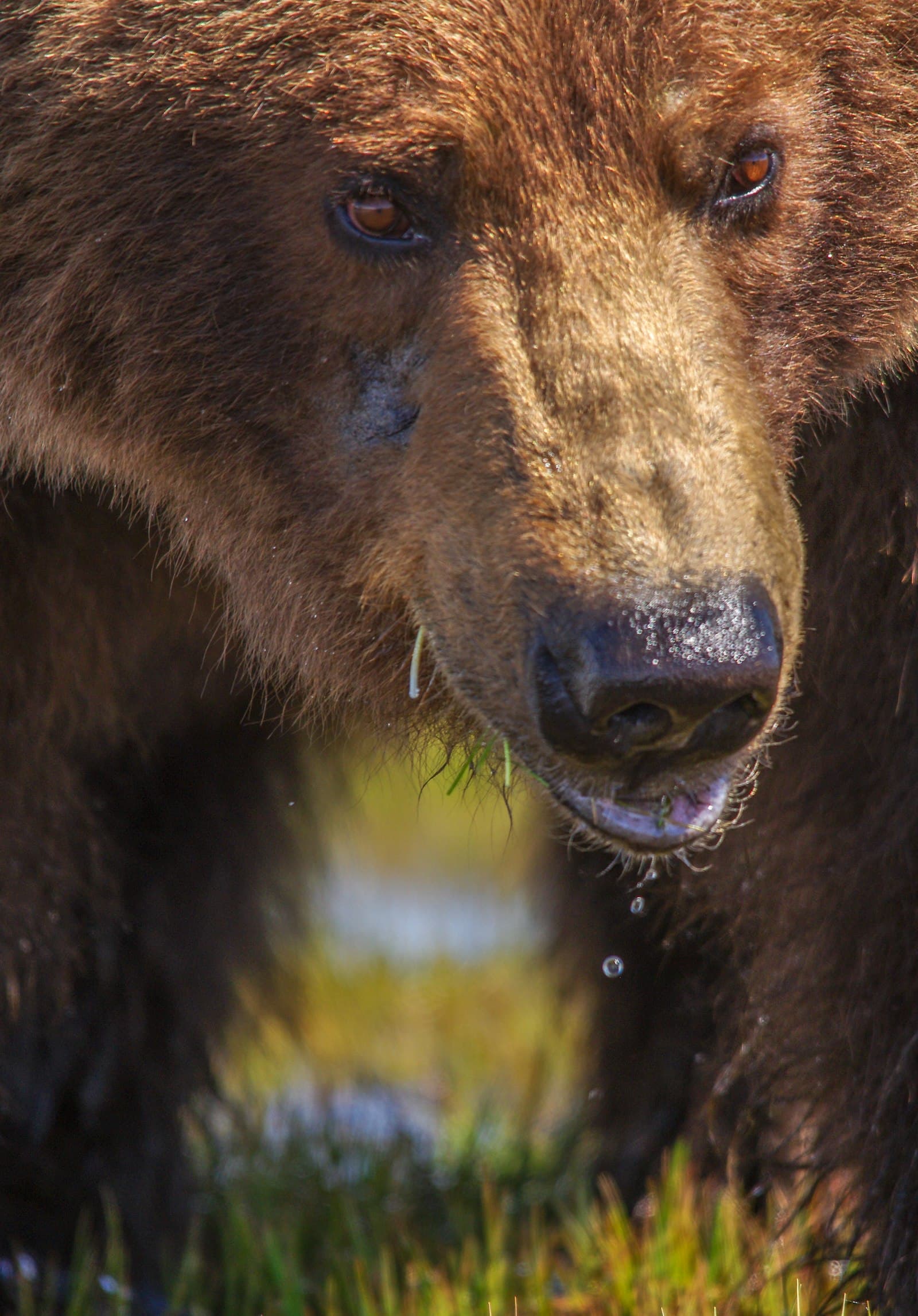 クマの感覚 — 嗅覚・聴覚・視覚はどれくらい鋭いのか — 記事ヒーロー画像