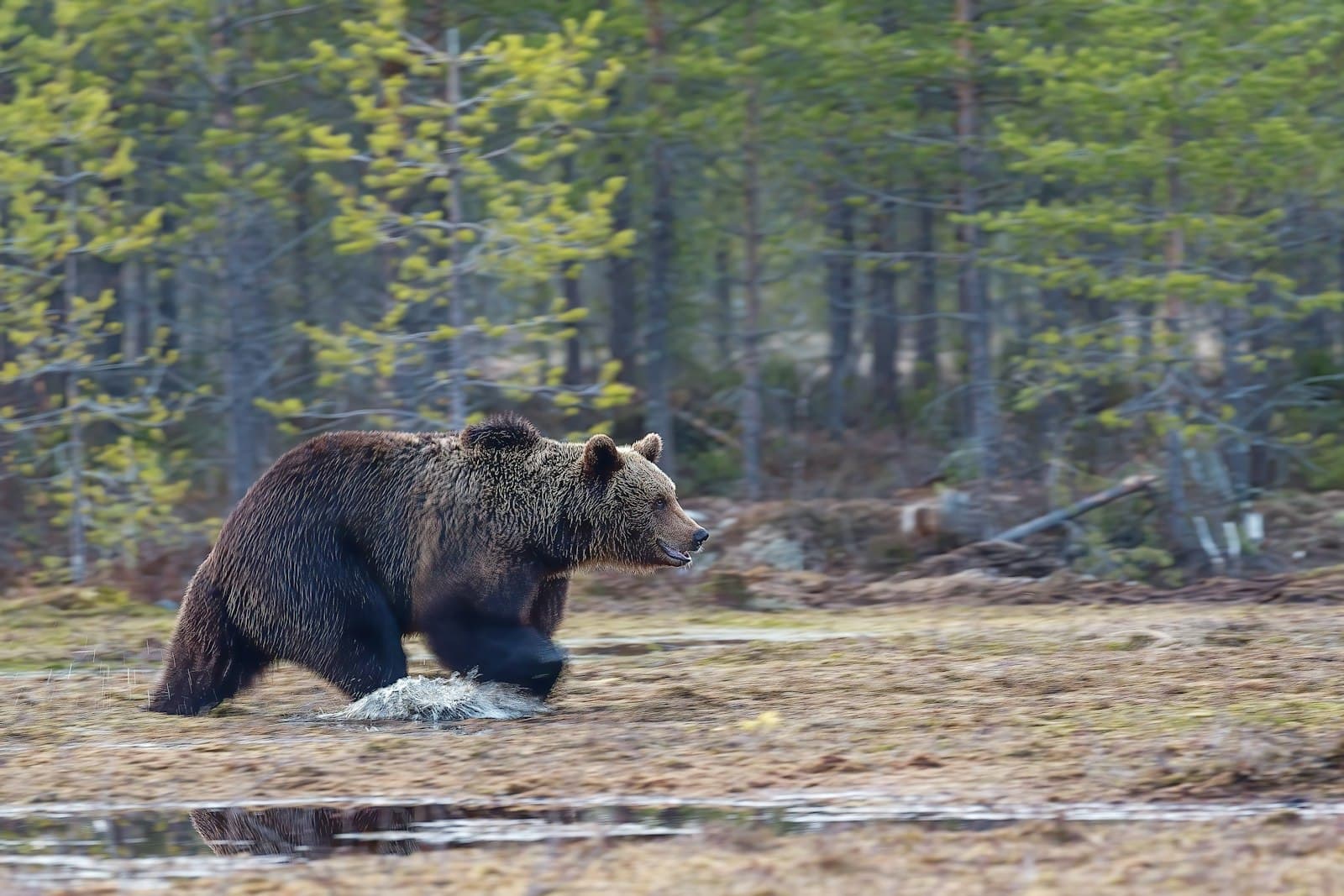 クマの走力は時速50km — 人間が「絶対に」逃げ切れない理由 — 記事ヒーロー画像