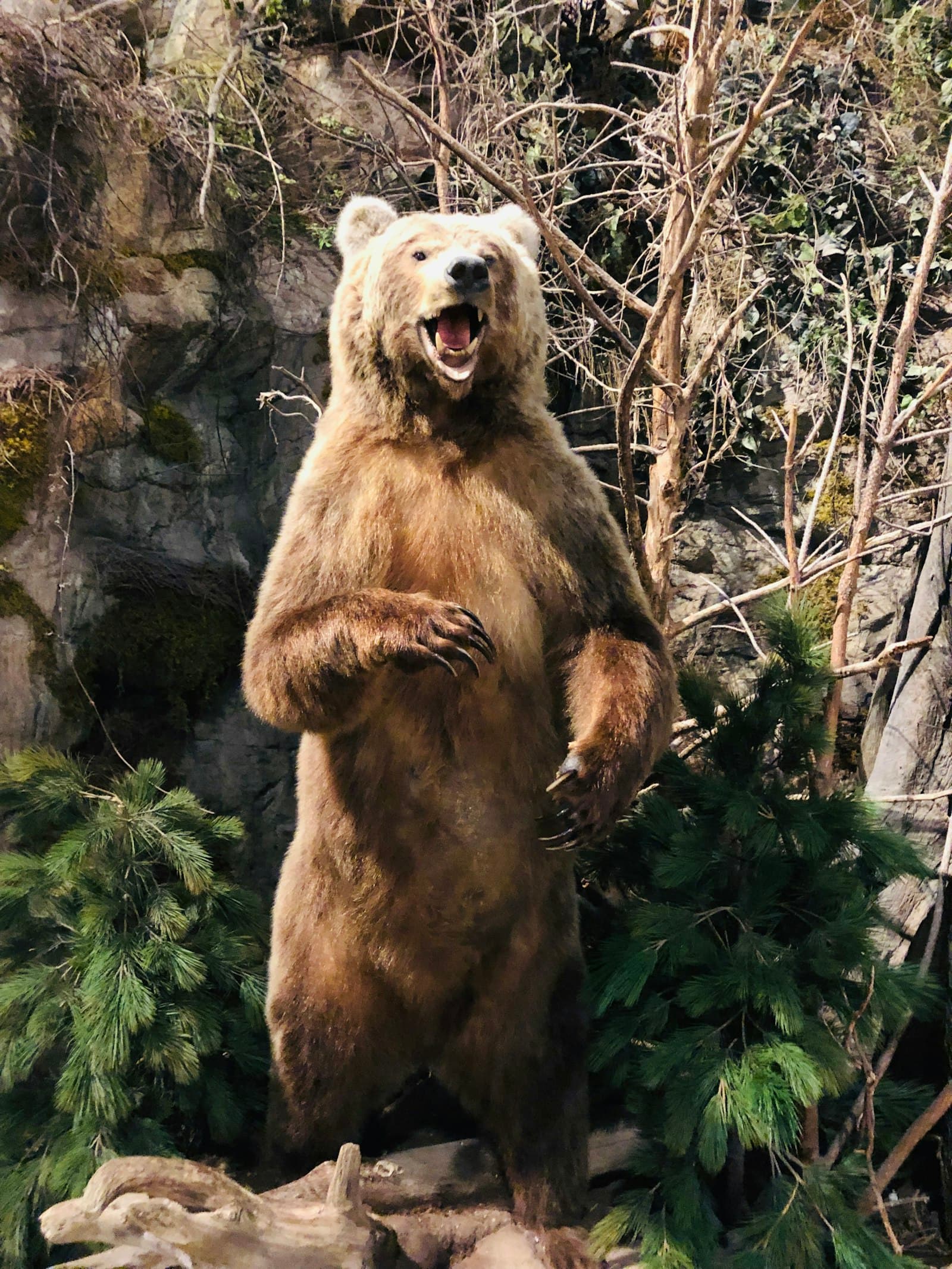 クマの威嚇突進 (ブラフチャージ) と本気の突進の見分け方 — 記事ヒーロー画像