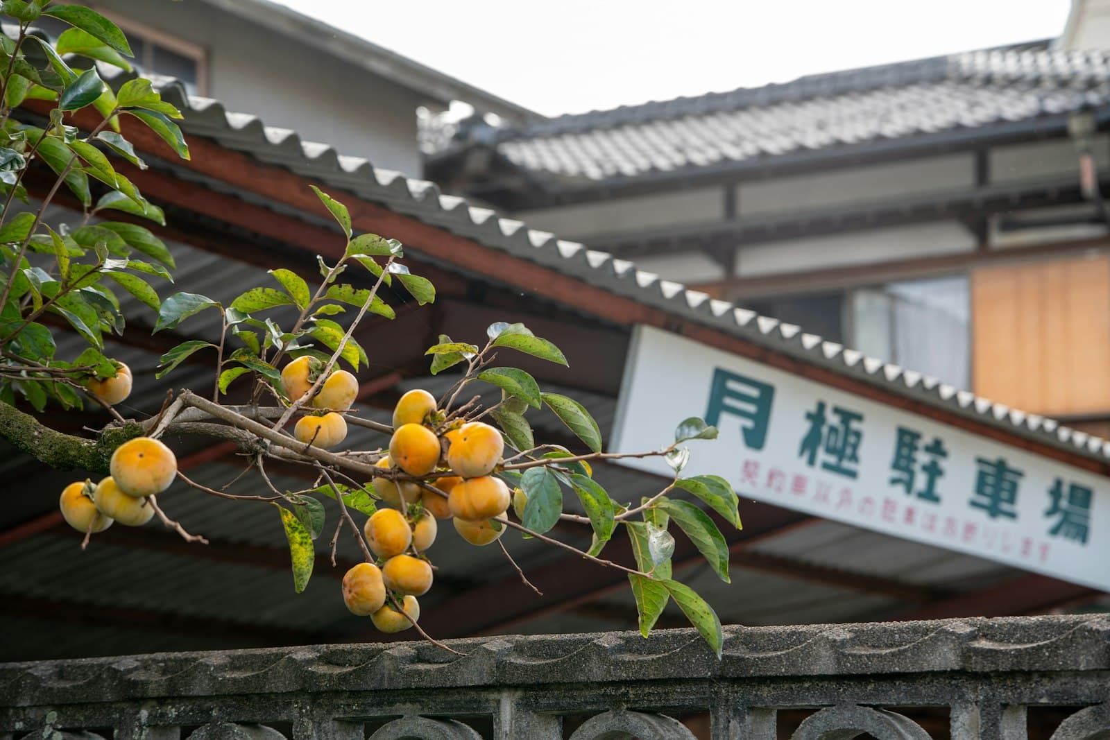 自宅・果樹園でできるクマ対策 — 餌場を作らない — 記事ヒーロー画像
