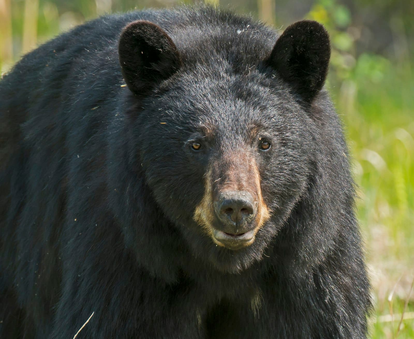 クマに「死んだふり」は効くのか — 種別と状況で答えが変わる — 記事ヒーロー画像