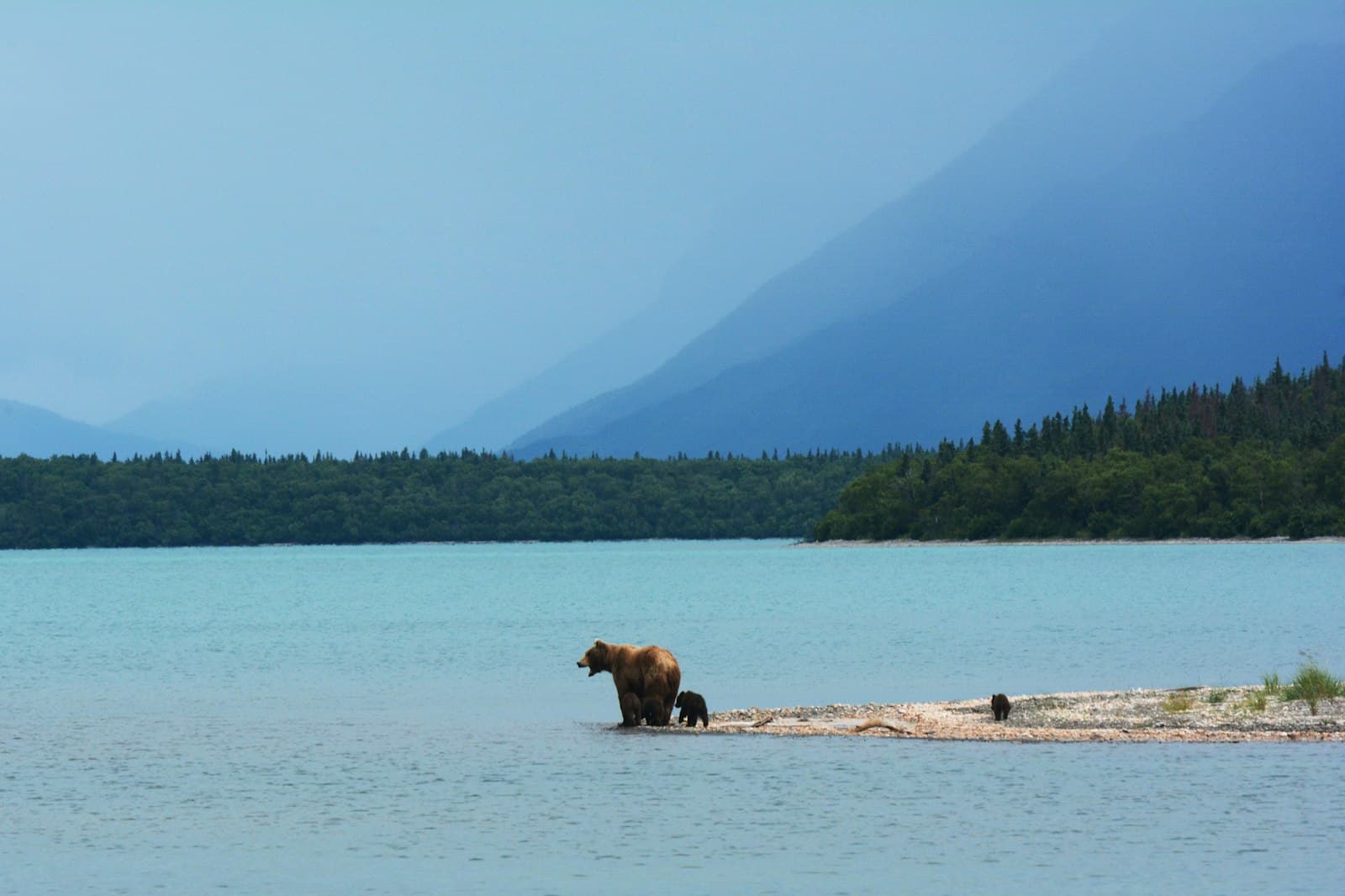 世界のクマ事故事例 — 北米グリズリー・欧州ヒグマとの比較 — 記事ヒーロー画像