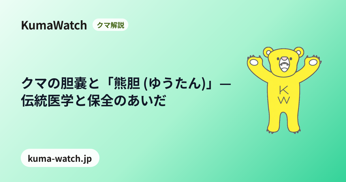 くまのたんのう クマの胆嚢と「熊胆 (ゆうたん)」— 伝統医学と保全のあいだ｜KumaWatch